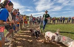 12_original Pig race with spectators beside a fenced track on a sunny day.