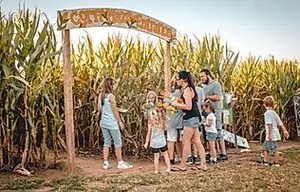 2_original People entering a corn maze through a wooden archway on a sunny day.