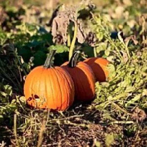 Three pumpkins in a field with green foliage and sunlight